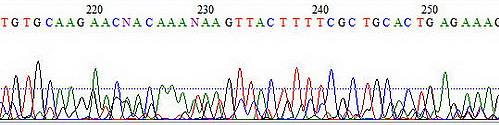 heterogene1